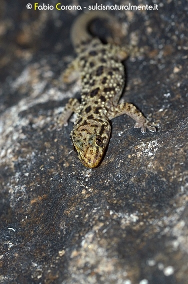 Geco verrucoso (Hemidactylus turcicus)